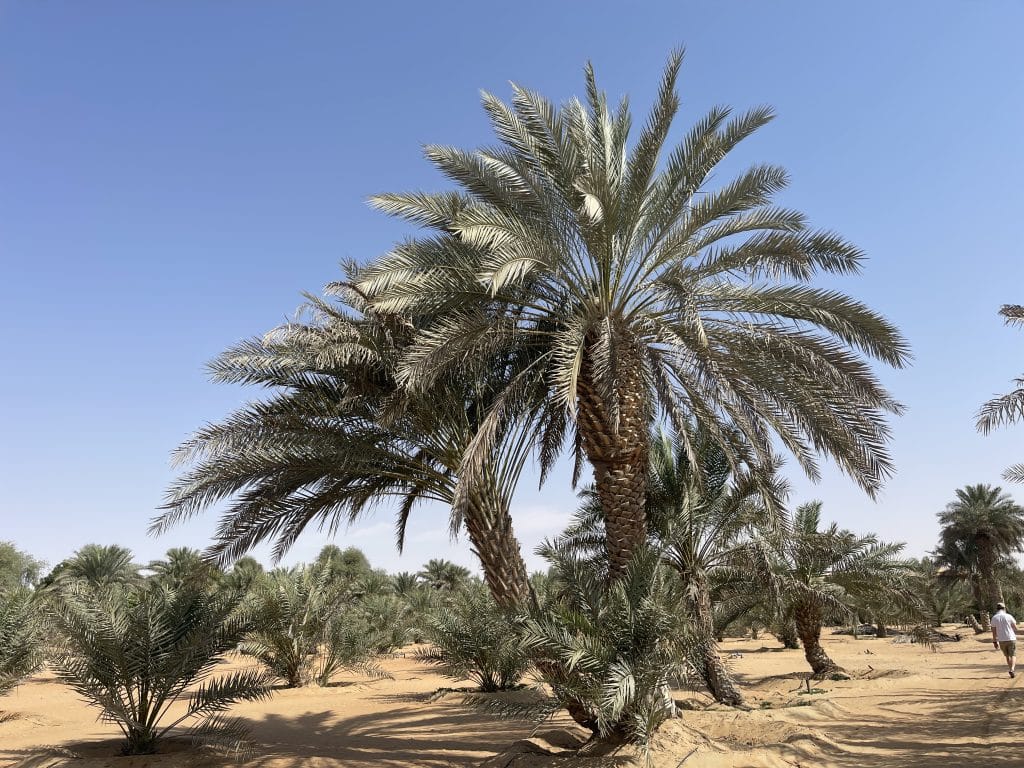 Liwa Oasis